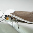 Tiger Moth