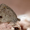 Karagöz - Ypthima asterope