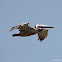 Brown Pelican