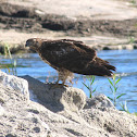 Red-tailed Hawk