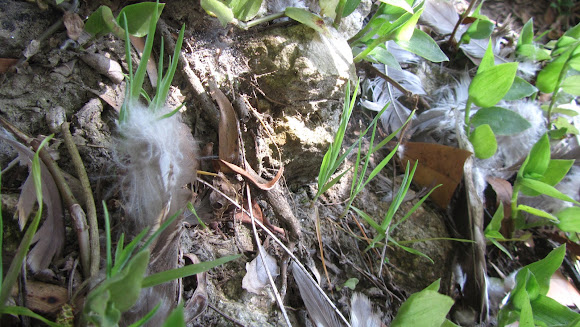 Spotting Image 1