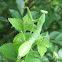 Chinese Mantis