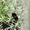 Red-tailed bumblebee