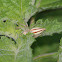 Two-Striped Jumping Spider