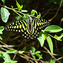 Tailed Jay