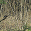 European Robin/Tascica