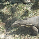 lizard