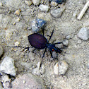 Snail-eating Beetle