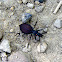 Snail-eating Beetle