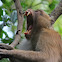 Northern Pig-tailed Macaque