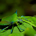Spined Citrus Bug