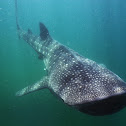Whale shark