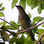 Satin Bowerbird (female)