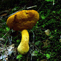 Scaly Birch Bolete