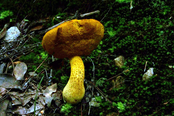 Spotting Image 1