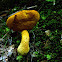 Scaly Birch Bolete