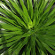Phormium.