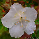 White Azalea