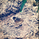 Common Buckeye