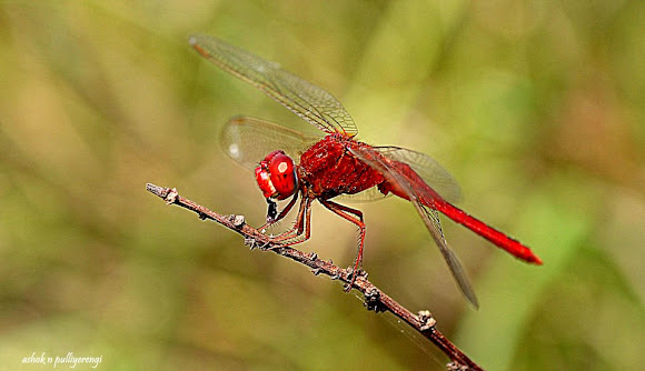 Spotting Image 1