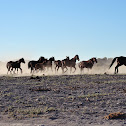 Mustangs