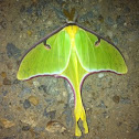 Luna moth