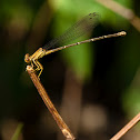 Blue-fronted dancers