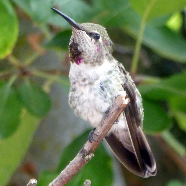 Hummingbird's Tongue Project Noah