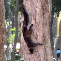 Black squirrel