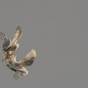 Snowy Owl