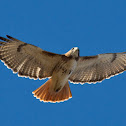Red Tailed Hawk