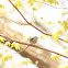 Black-and-white Warbler