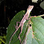 Kangaroo Lizard
