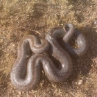 Rosy Boa