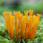 Yellow Stagshorn