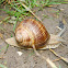 Roman Snail