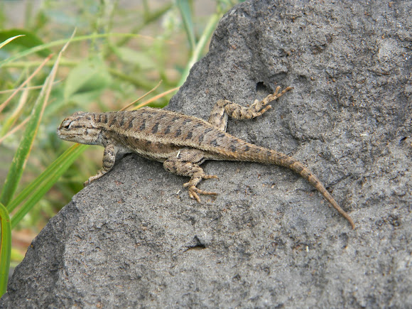 Spotting Image 1