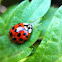 Ladybug or ladybird beetle
