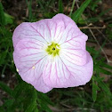 Primrose