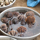 Sea urchin 