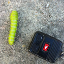 Io Moth Caterpillar