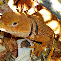 Sonoran Collared Lizard