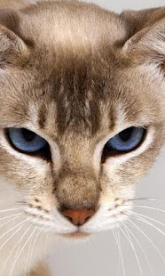 How to get Abyssinian Cats Wallpapers lastet apk for laptop