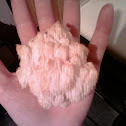Bearded tooth
