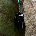 Lady bug