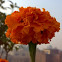 Ladybird inside Marigold