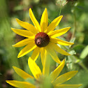 Blackeyed Susans