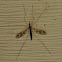 Crane fly