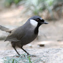 Black-throated Laughingthrush 