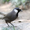 Black-throated Laughingthrush 